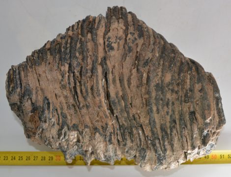 Mammuthus primigenius partial tooth (4276 grams)