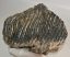 Mammuthus primigenius partial tooth (4276 grams)