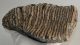 Mammuthus primigenius partial tooth (4276 grams)