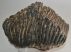 Mammuthus primigenius partial tooth (4276 grams)