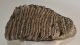 Mammuthus primigenius partial tooth (4276 grams)