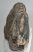 Mammuthus primigenius partial tooth (4276 grams)