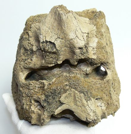 Mammuthus meridionalis részleges sacrum csigolya csont (3545 gramm)