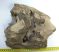 Mammuthus meridionalis partial sacrum vertebra (3545 grams)