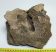 Mammuthus meridionalis részleges sacrum csigolya csont (3545 gramm)