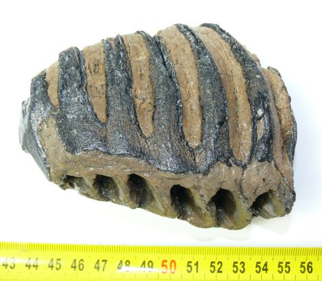 Mammuthus meridionalis partial tooth (651 grams)