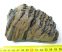 Mammuthus meridionalis részleges fog (651 gramm)