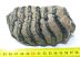 Mammuthus meridionalis részleges fog (651 gramm)