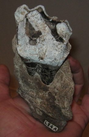 Lophiodon lautricense maxilla 1 db foggal