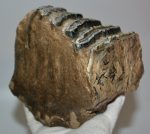 Mammuthus meridionalis részleges fog (1851 gramm)