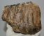 Mammuthus meridionalis részleges fog (1851 gramm)