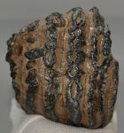 Mammuthus meridionalis partial tooth (1811 grams)