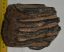 Mammuthus meridionalis partial tooth (1811 grams)