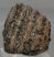 Mammuthus meridionalis partial tooth (1811 grams)