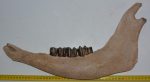 Bison priscus left lower jaw (463 mm)