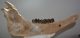 Bison priscus left lower jaw (463 mm)