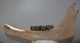 Bison priscus left lower jaw (463 mm)