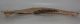 Bison priscus left lower jaw (463 mm)