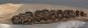 Bison priscus left lower jaw (463 mm)