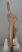 Bison priscus left lower jaw (463 mm)