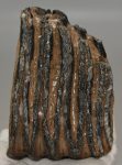 Mammuthus meridionalis partial tooth (1185 grams)