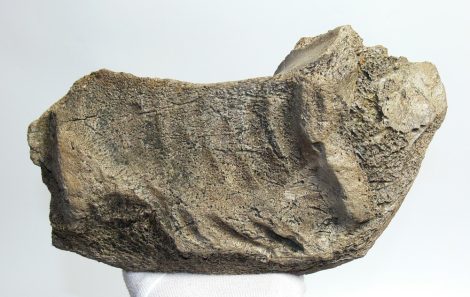 Részleges mamut állkapocs csont (292 mm)