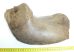 Részleges mamut állkapocs csont (292 mm)