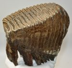   Mammuthus primigenius tooth (1938 grams) Woolly Mammoth molar