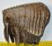 Mammuthus primigenius tooth (1938 grams) Woolly Mammoth molar