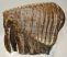 Mammuthus primigenius tooth (1938 grams) Woolly Mammoth molar