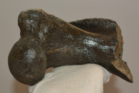 Odobenus rosmarus részleges rozmár femur csont