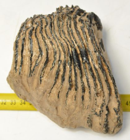 Mammuthus primigenius partial tooth (950 grams)