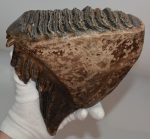 Mammuthus primigenius fog (1955 framm) gyapjas mamut