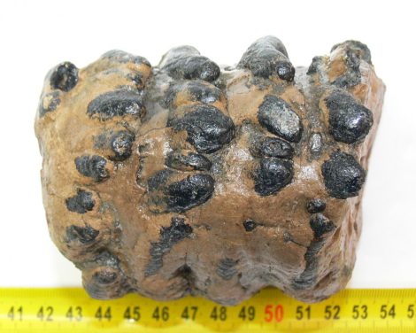 Mammuthus meridionalis részleges fog (1151 gramm)