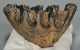 Mammuthus meridionalis partial tooth (418 grams)