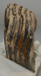 Mammuthus primigenius részleges fog (802 gramm)