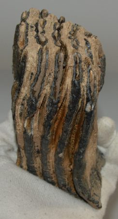 Mammuthus primigenius részleges fog (802 gramm)