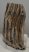 Mammuthus primigenius részleges fog (802 gramm)