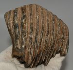 Mammuthus primigenius partial tooth (651 grams)