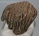 Mammuthus primigenius partial tooth (651 grams)