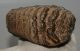 Mammuthus primigenius partial tooth (651 grams)