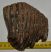 Mammuthus primigenius partial tooth (651 grams)