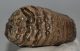 Mammuthus primigenius partial tooth (651 grams)