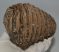 Mammuthus primigenius partial tooth (651 grams)