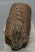 Mammuthus primigenius partial tooth (651 grams)