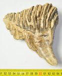Mammuthus primigenius partial tooth (754 grams)