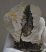 Quercus kubinyii partial plant fossil SOLD (PA) 12
