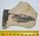 Quercus kubinyii partial plant fossil SOLD (PA) 12