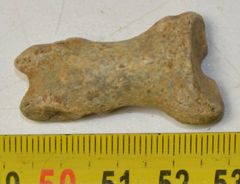 Ursus spelaeus ujjperc csont (35,6 mm) barlangi medve
