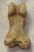 Ursus spelaeus ujjperc csont (35,6 mm) barlangi medve